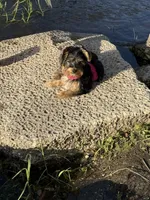 Zoe, a female Yorkshire Terrier for sale in Lehigh Acres, FL – 3 of 3