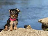 Zoe, a female Yorkshire Terrier for sale in Lehigh Acres, FL – 2 of 3