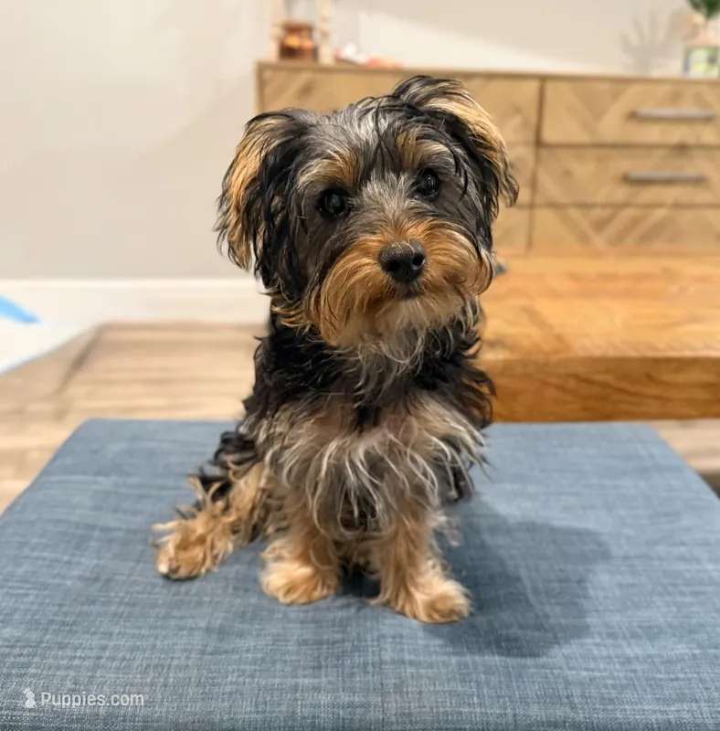 Zoe – Yorkshire Terrier puppy for sale in Lehigh Acres, FL
