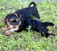 Zoe, a female Yorkshire Terrier for sale in Lehigh Acres, FL – Photo 3 of 3