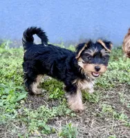 Zoe, a female Yorkshire Terrier for sale in Lehigh Acres, FL – Photo 2 of 3