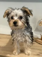 Joy, a female Yorkshire Terrier for sale in Lehigh Acres, FL – Photo 2 of 4