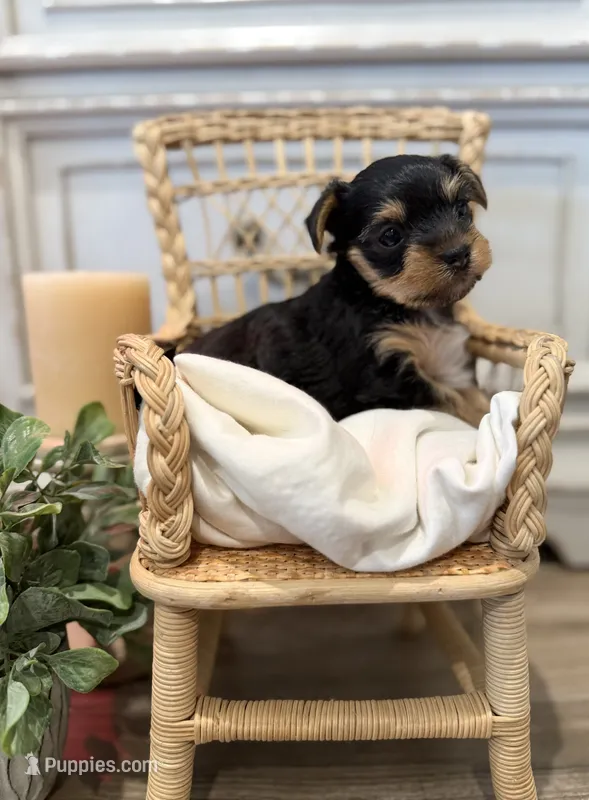 Joy – Yorkshire Terrier puppy for sale in Lehigh Acres, FL