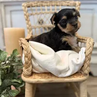 Joy, a female Yorkshire Terrier for sale in Lehigh Acres, FL – Photo 1 of 4