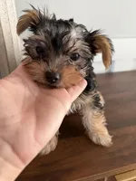 Joy, a female Yorkshire Terrier for sale in Lehigh Acres, FL – Photo 3 of 4