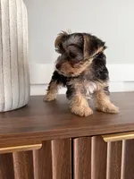 Joy, a female Yorkshire Terrier for sale in Lehigh Acres, FL – Photo 4 of 4