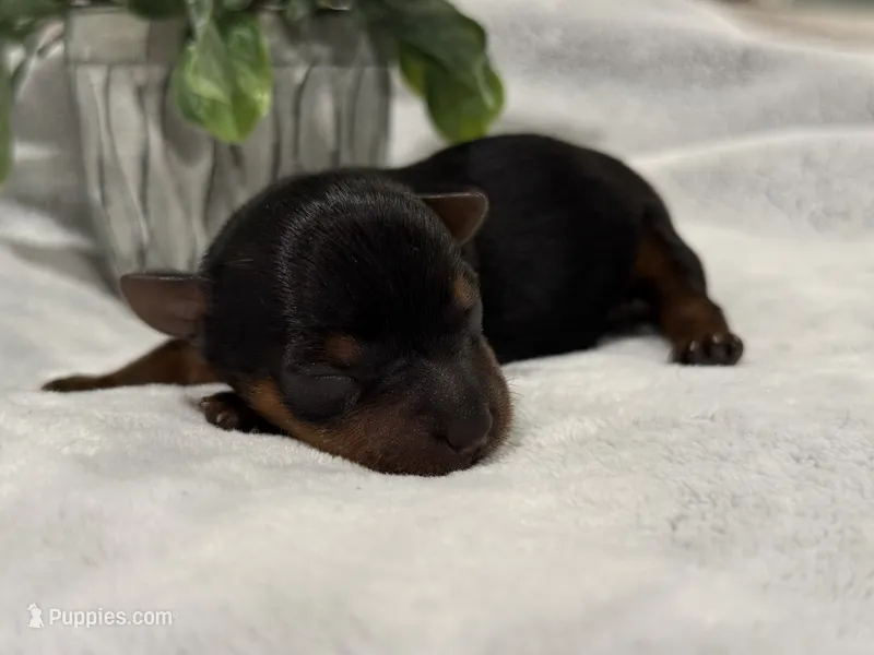 Autumn – Yorkshire Terrier puppy for sale in Lehigh Acres, FL