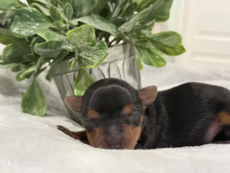 Chloe – Yorkshire Terrier puppy for sale in Lehigh Acres, FL