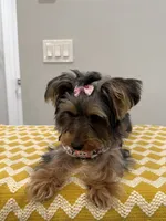 Zoe, a female Yorkshire Terrier for sale in Lehigh Acres, FL – 3 of 4