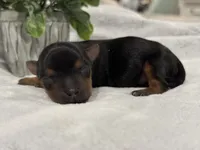 Katie, a female Yorkshire Terrier for sale in Lehigh Acres, FL – 1 of 1