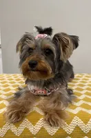 Zoe, a female Yorkshire Terrier for sale in Lehigh Acres, FL – 4 of 4