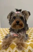 Zoe, a female Yorkshire Terrier for sale in Lehigh Acres, FL – 2 of 4