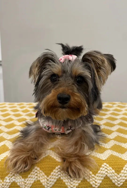 Zoe – Yorkshire Terrier puppy for sale in Lehigh Acres, FL