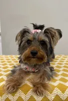 Zoe, a female Yorkshire Terrier for sale in Lehigh Acres, FL – 1 of 4