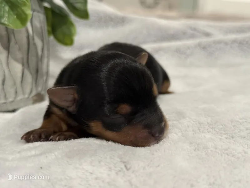 Sky – Yorkshire Terrier puppy for sale in Lehigh Acres, FL