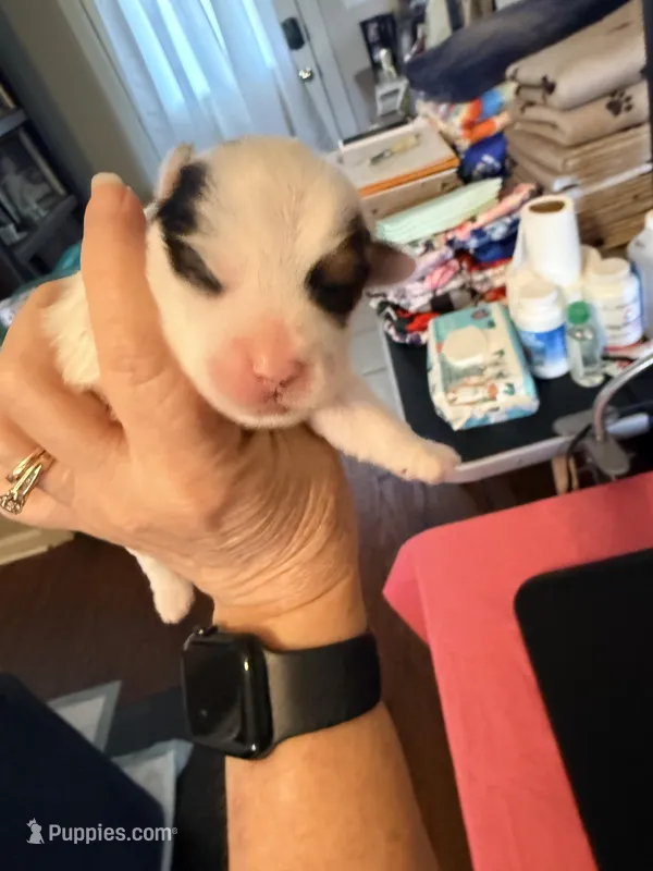 This is a little girl and she’s a light blue collar