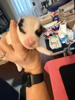 This is a little girl and she’s a light blue collar, a female Yorkshire Terrier for sale in Brandon, MS – Photo 1 of 4