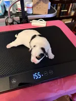 This is a little girl and she’s a light blue collar, a female Yorkshire Terrier for sale in Brandon, MS – Photo 2 of 4