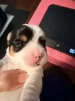 This is a little girl and she’s a light blue collar, a female Yorkshire Terrier for sale in Brandon, MS – Photo 3 of 4