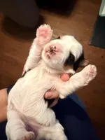 This is a little girl and she’s a light blue collar, a female Yorkshire Terrier for sale in Brandon, MS – Photo 4 of 4