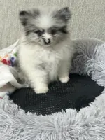 Pepper, a female Pomeranian for sale in Charlotte, NC – 2 of 7