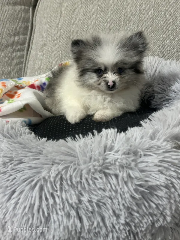 Pepper – Pomeranian puppy for sale in Charlotte, NC