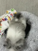 Pepper, a female Pomeranian for sale in Charlotte, NC – 4 of 7