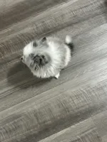 Pepper, a female Pomeranian for sale in Charlotte, NC – 5 of 7