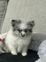 Pepper, a female Pomeranian for sale in Charlotte, NC – 6 of 7