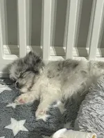 Pepper, a female Pomeranian for sale in Charlotte, NC – 7 of 7