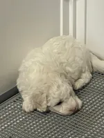 Whitey, a male Havapoo for sale in Florissant, MO – Photo 1 of 2