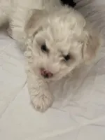 Whitey, a male Havapoo for sale in Florissant, MO – Photo 2 of 2