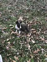 TINY GIRL, a male Miniature Bull Terrier for sale in Hot Springs, AR – Photo 5 of 9