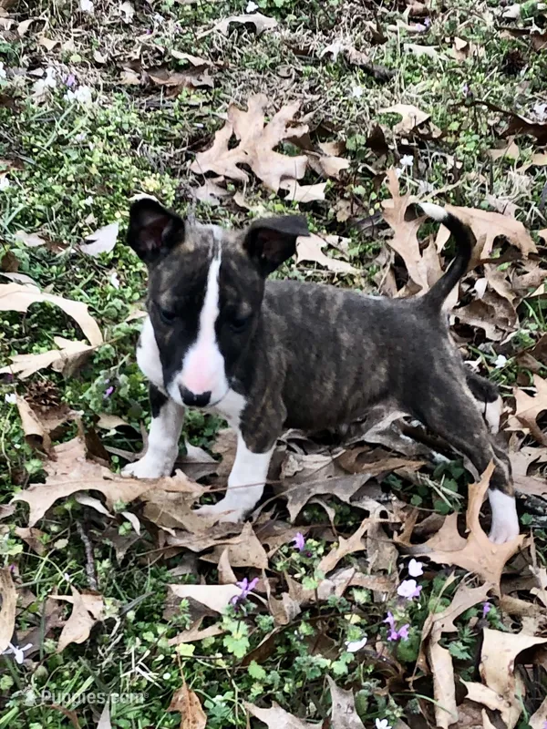 TINY GIRL – Miniature Bull Terrier puppy for sale in Hot Springs, AR
