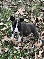 TINY GIRL, a male Miniature Bull Terrier for sale in Hot Springs, AR – Photo 1 of 9
