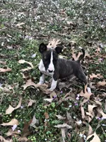 TINY GIRL, a male Miniature Bull Terrier for sale in Hot Springs, AR – Photo 4 of 9