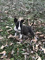 TINY GIRL, a male Miniature Bull Terrier for sale in Hot Springs, AR – Photo 7 of 9