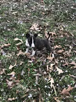 TINY GIRL, a male Miniature Bull Terrier for sale in Hot Springs, AR – Photo 9 of 9