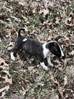 TINY GIRL, a male Miniature Bull Terrier for sale in Hot Springs, AR – Photo 2 of 9