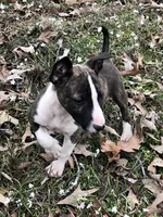 TINY GIRL, a male Miniature Bull Terrier for sale in Hot Springs, AR – Photo 3 of 9