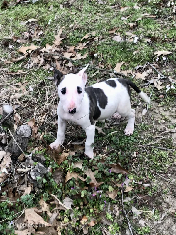 Tiny Girl, a female Miniature Bull Terrier for sale in Hot Springs, AR – Photo 1 of 10