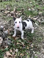 Tiny Girl, a female Miniature Bull Terrier for sale in Hot Springs, AR – Photo 1 of 10