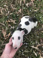 Tiny Girl, a female Miniature Bull Terrier for sale in Hot Springs, AR – Photo 8 of 10