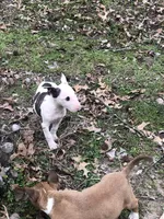 Tiny Girl, a female Miniature Bull Terrier for sale in Hot Springs, AR – Photo 4 of 10