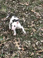 Tiny Girl, a female Miniature Bull Terrier for sale in Hot Springs, AR – Photo 2 of 10