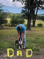 Tiny Girl, a female Miniature Bull Terrier for sale in Hot Springs, AR – Photo 10 of 10