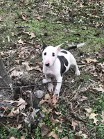 Tiny Girl, a female Miniature Bull Terrier for sale in Hot Springs, AR – Photo 3 of 10