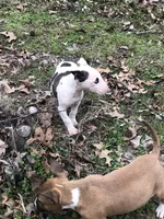 Tiny Girl, a female Miniature Bull Terrier for sale in Hot Springs, AR – Photo 6 of 10