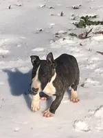 Charlie , a male Miniature Bull Terrier for sale in Hot Springs, AR – Photo 2 of 10