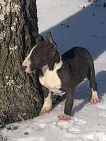 Charlie , a male Miniature Bull Terrier for sale in Hot Springs, AR – Photo 3 of 10